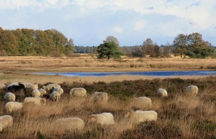 Luxe Natuurhuisje Met Jacuzzi En Haard In Drenthe, Echten Echten  Eksteriør billede