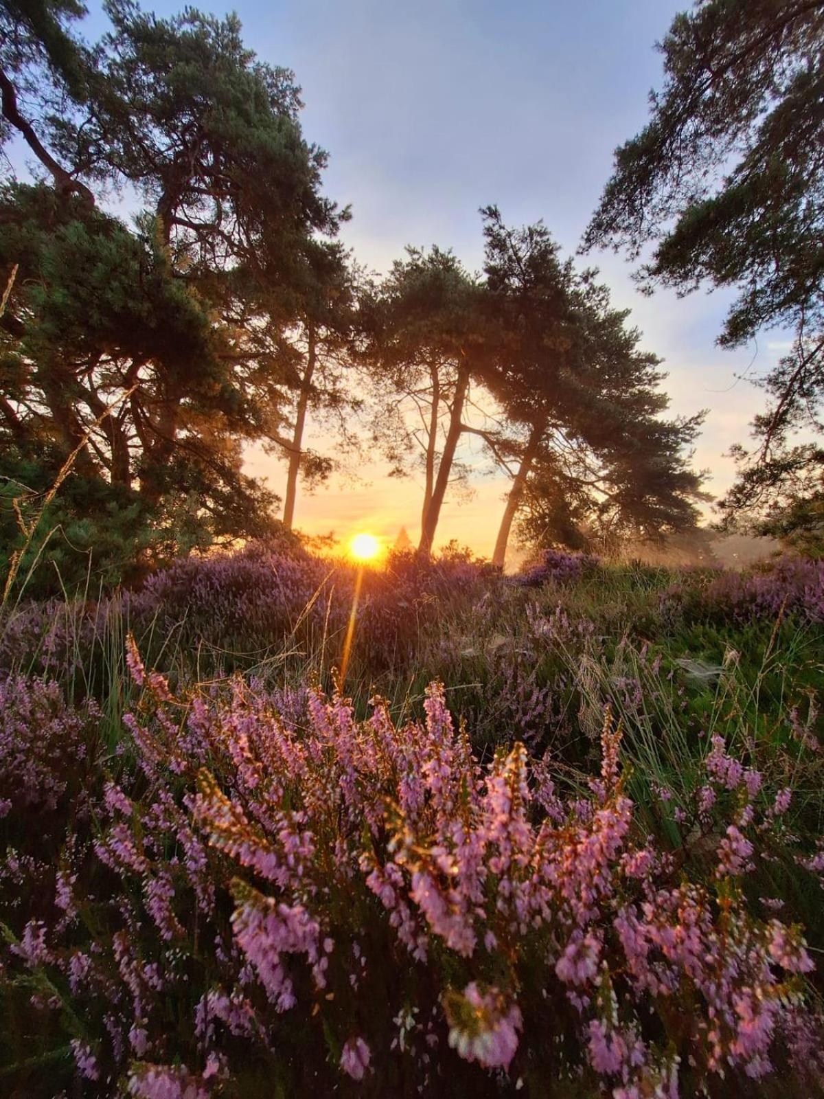 Luxe Natuurhuisje Met Jacuzzi En Haard In Drenthe, Echten Echten  Eksteriør billede